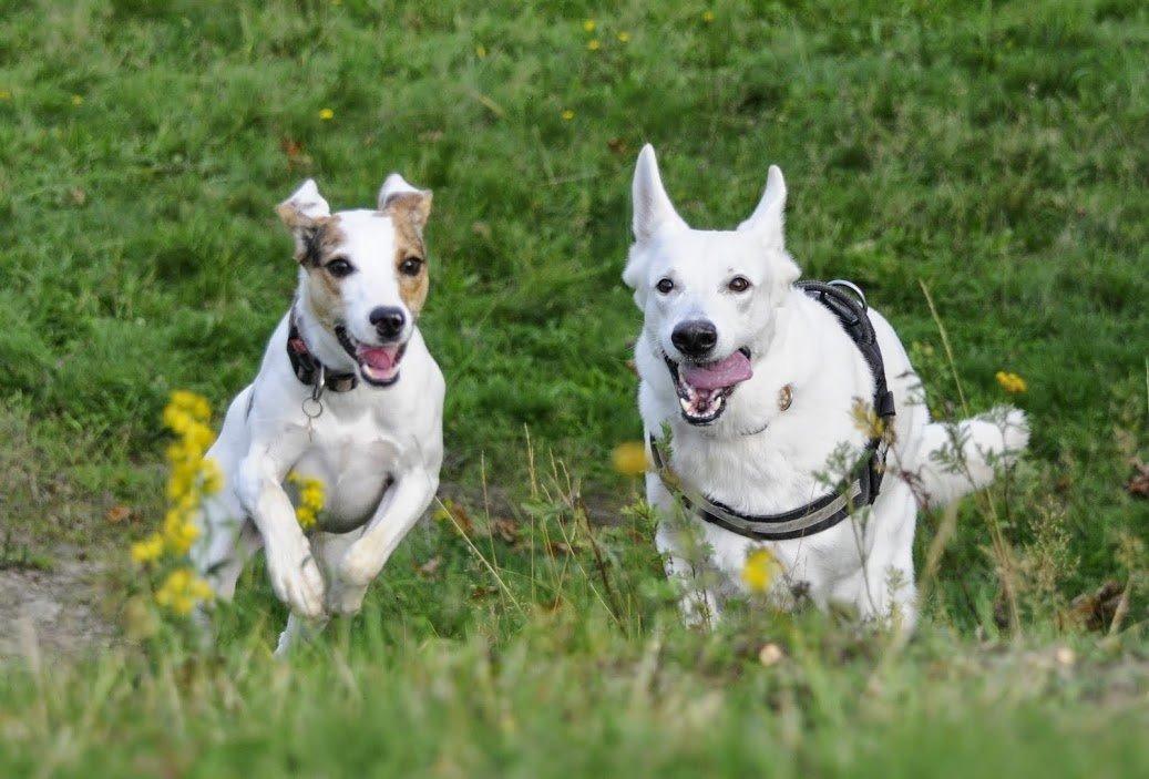 Blanding af racer Max - født Koda billede 11