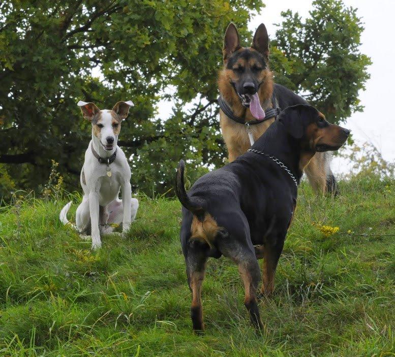 Blanding af racer Max - født Koda billede 12