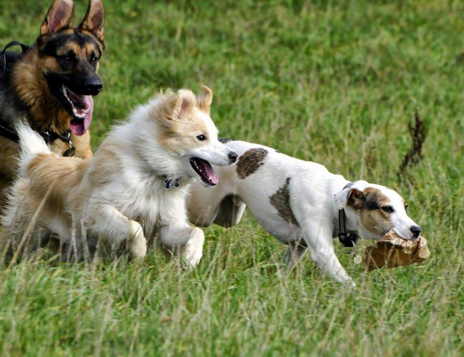 Blanding af racer Max - født Koda billede 13