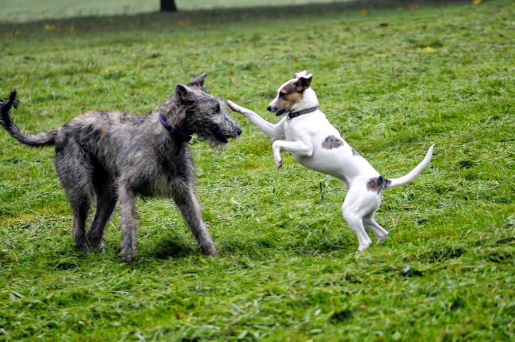 Blanding af racer Max - født Koda billede 14