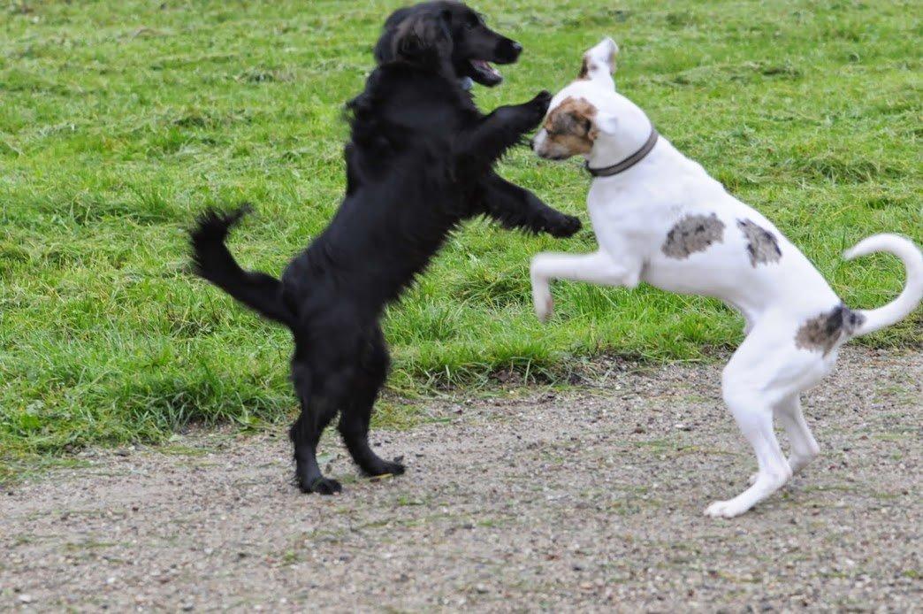 Blanding af racer Max - født Koda billede 15