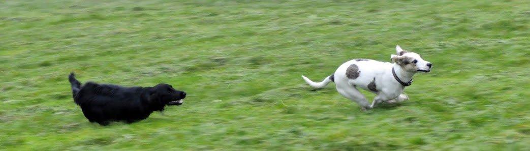 Blanding af racer Max - født Koda billede 16