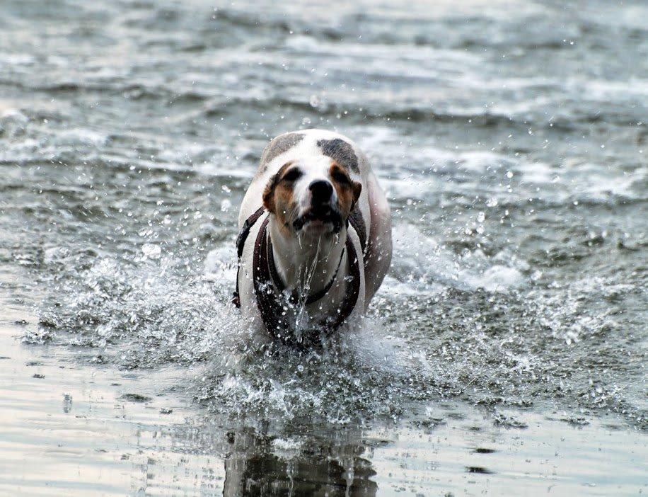 Blanding af racer Max - født Koda billede 7