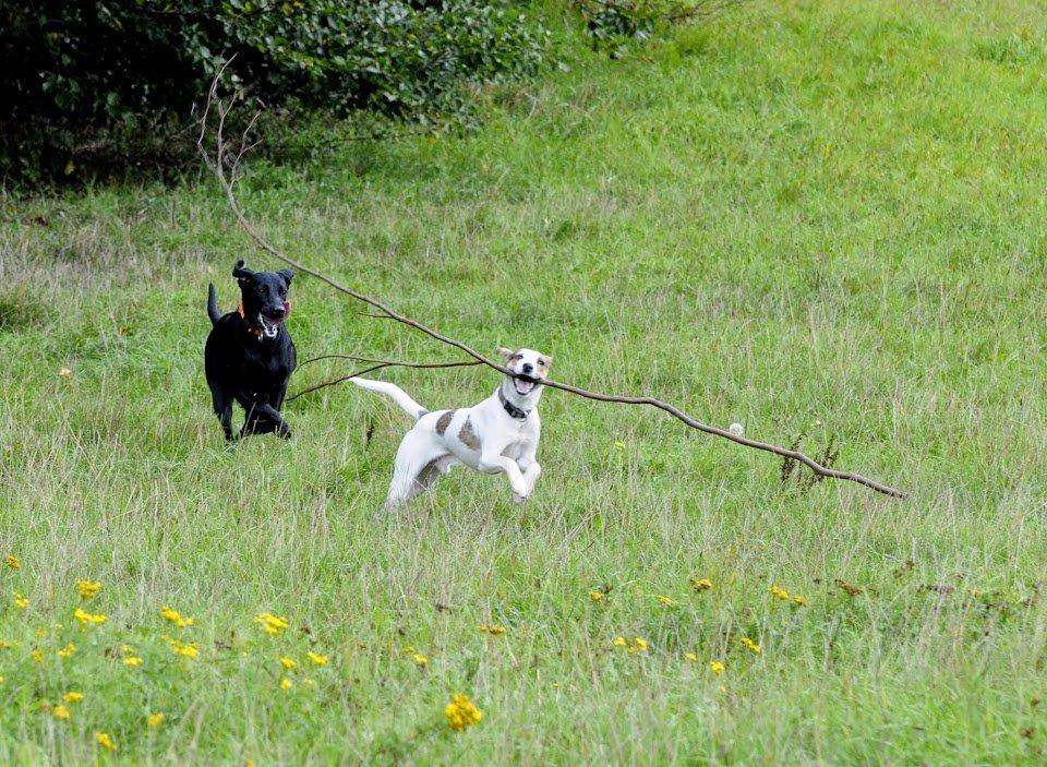 Blanding af racer Max - født Koda billede 9