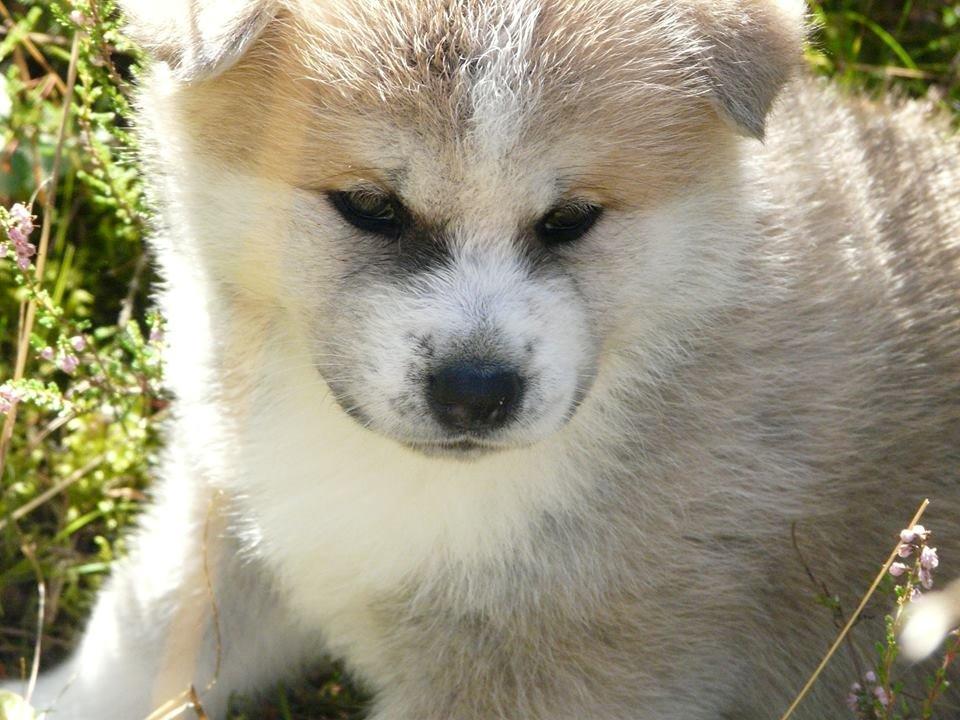 Akita inu Hakusha Go Kaikado billede 3
