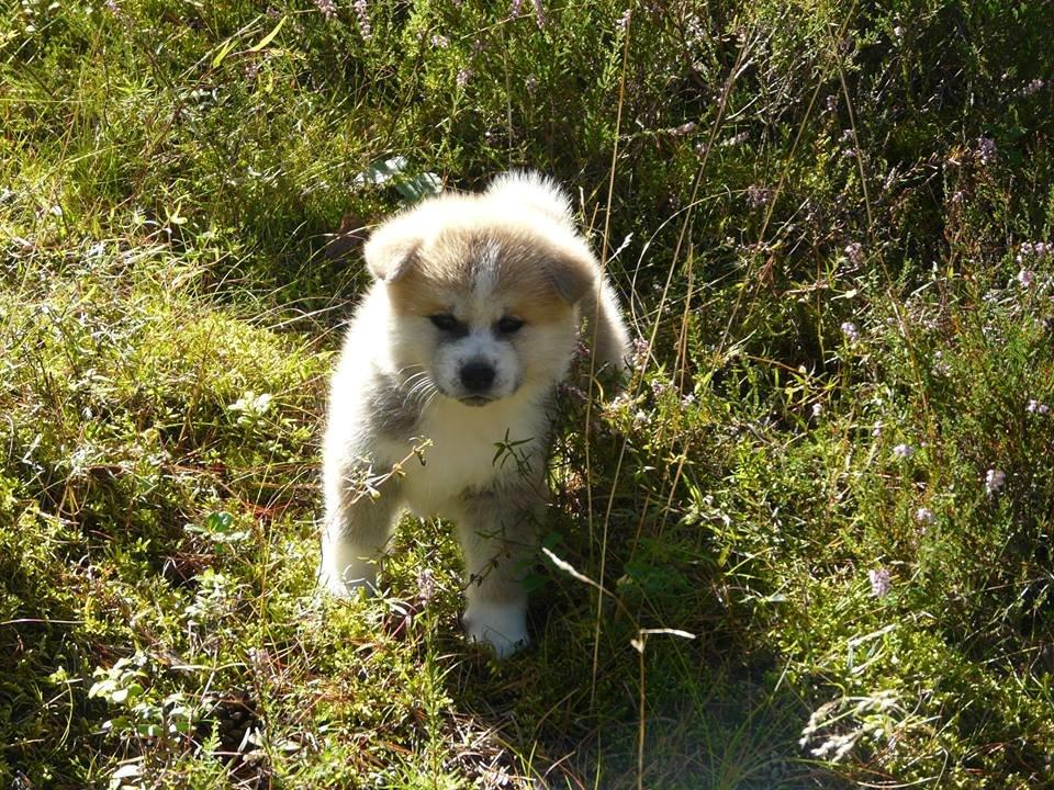 Akita inu Hakusha Go Kaikado billede 6