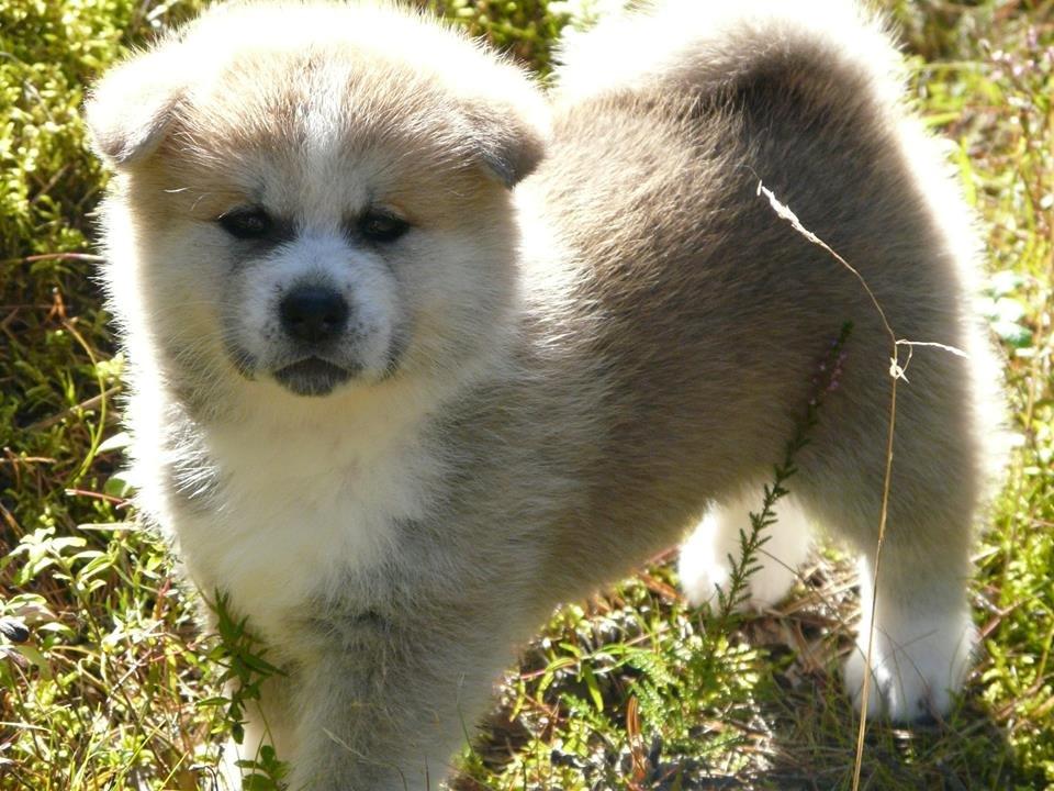 Akita inu Hakusha Go Kaikado billede 7