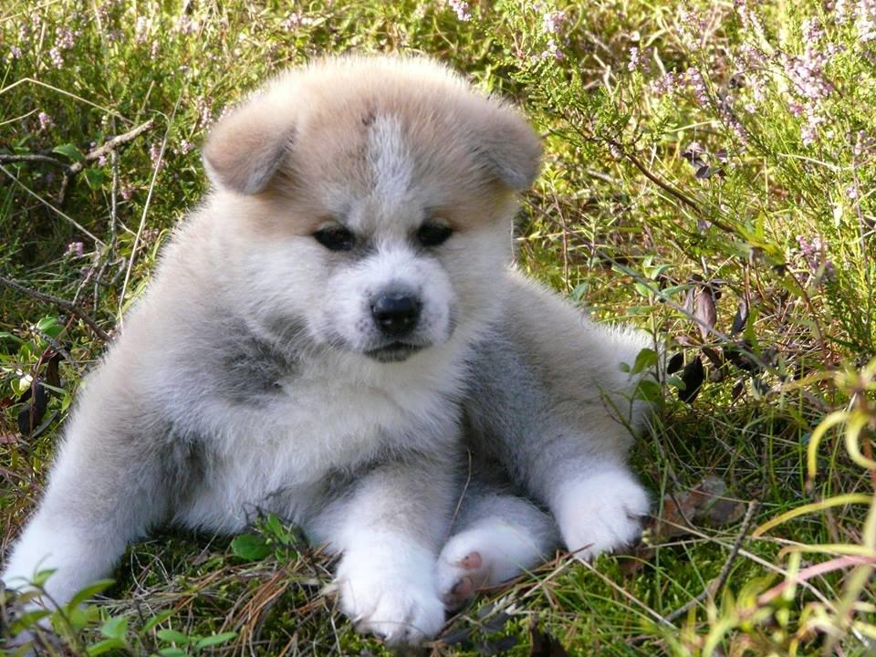 Akita inu Hakusha Go Kaikado billede 8