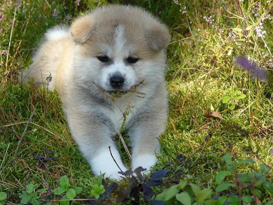 Akita inu Hakusha Go Kaikado billede 10