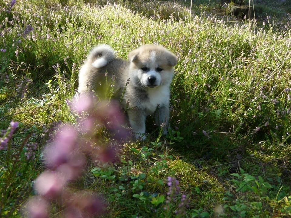 Akita inu Hakusha Go Kaikado billede 12