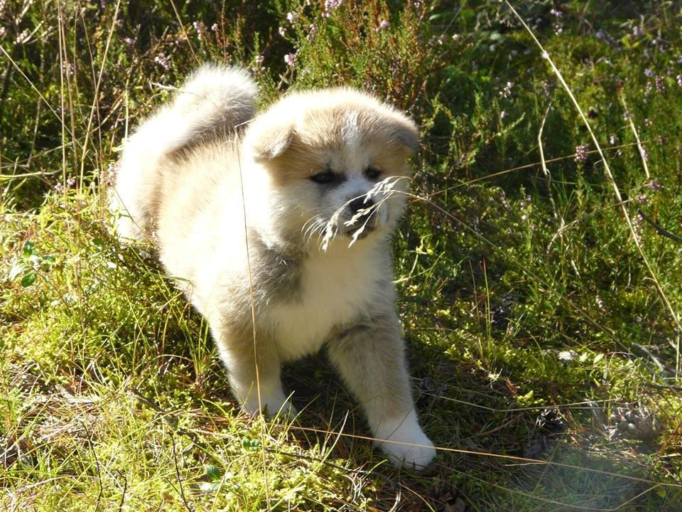 Akita inu Hakusha Go Kaikado billede 4