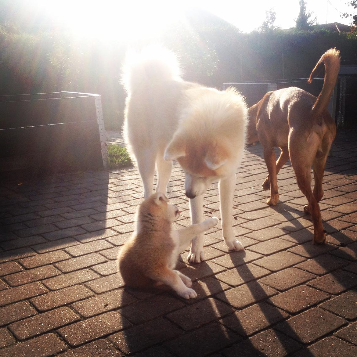 Akita inu Hakusha Go Kaikado billede 5