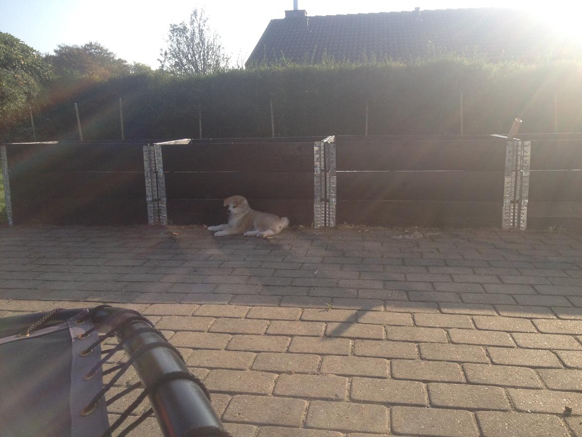 Akita inu Hakusha Go Kaikado billede 14