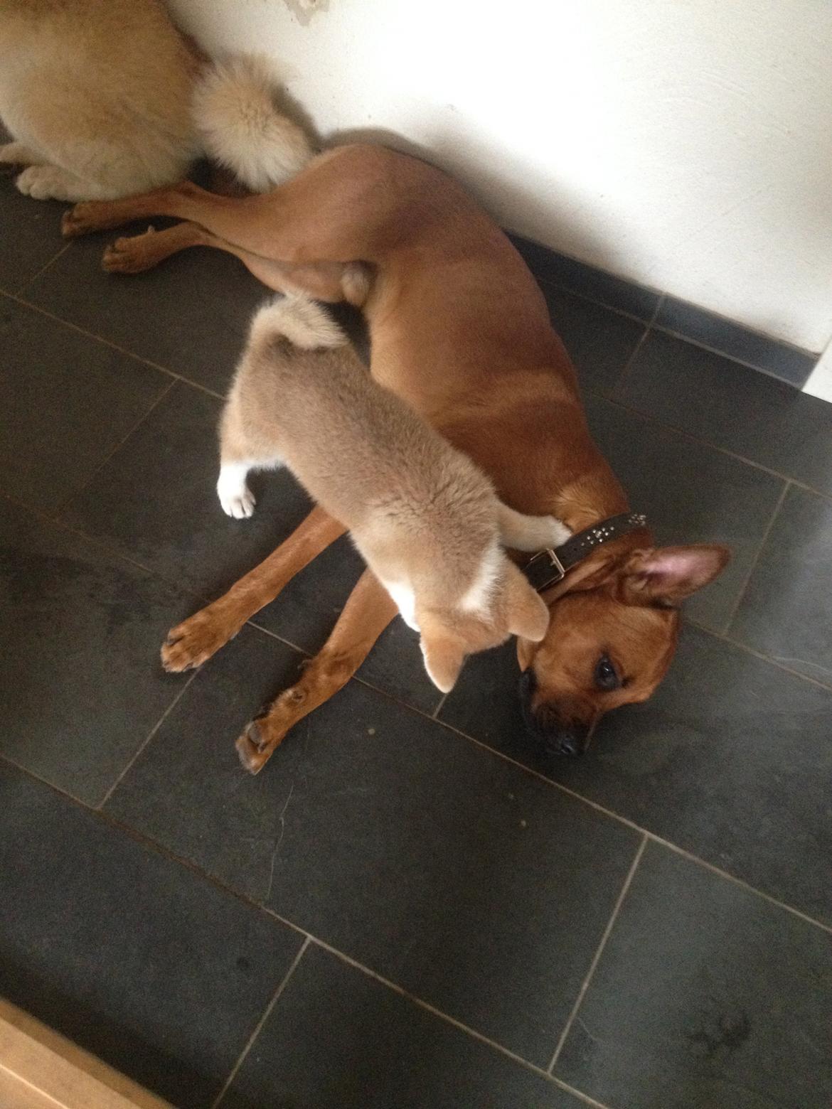 Akita inu Hakusha Go Kaikado billede 15