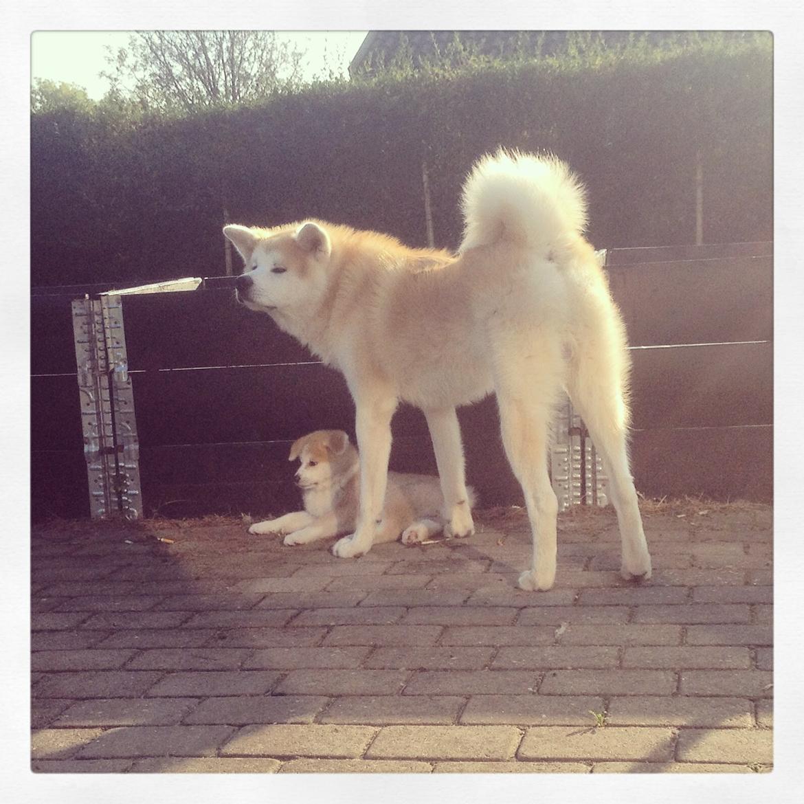 Akita inu Hakusha Go Kaikado billede 13