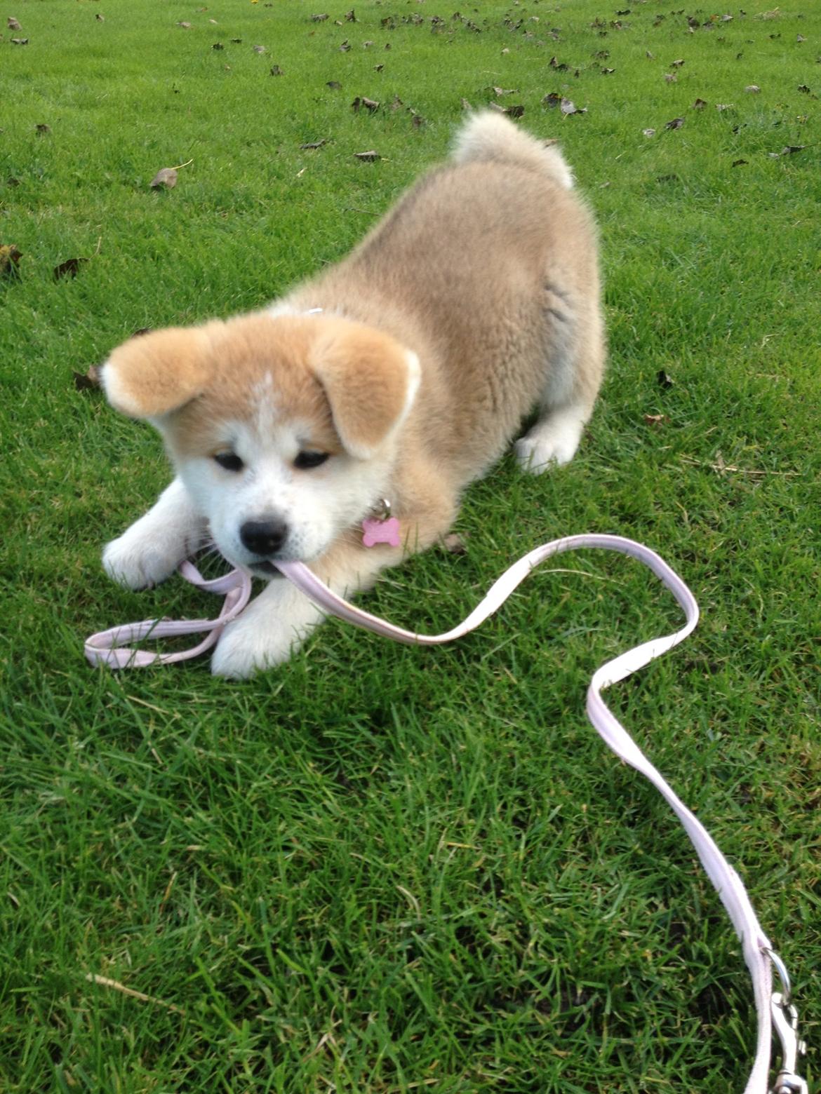 Akita inu Hakusha Go Kaikado billede 17