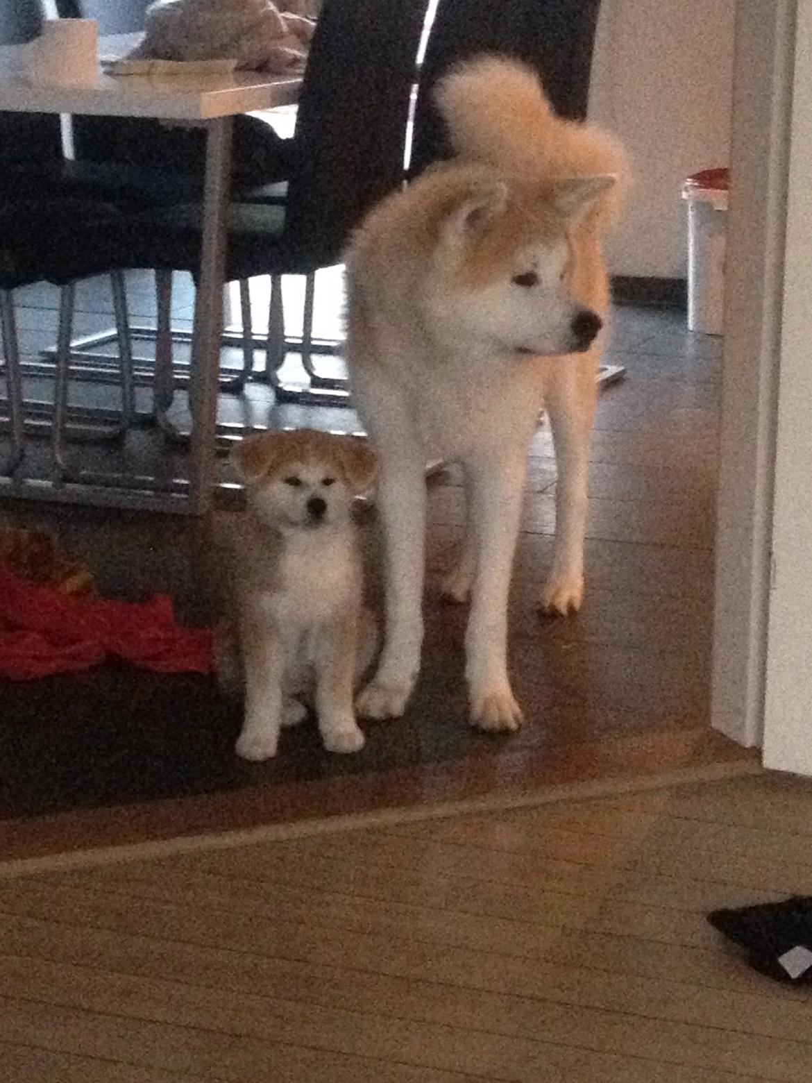 Akita inu Hakusha Go Kaikado billede 16