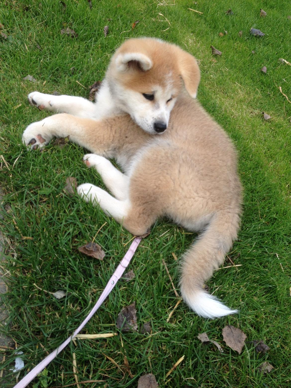 Akita inu Hakusha Go Kaikado billede 18