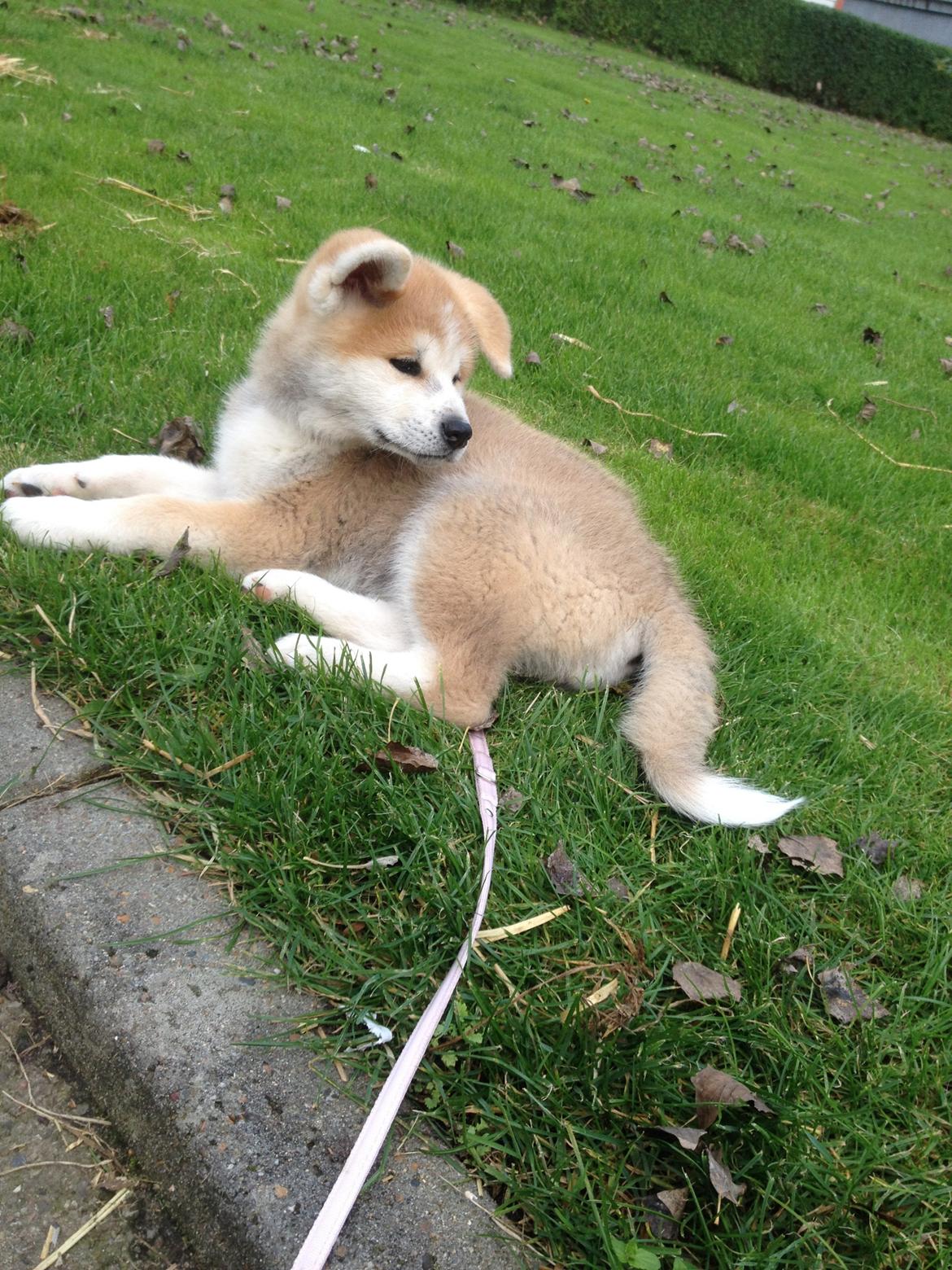 Akita inu Hakusha Go Kaikado billede 9