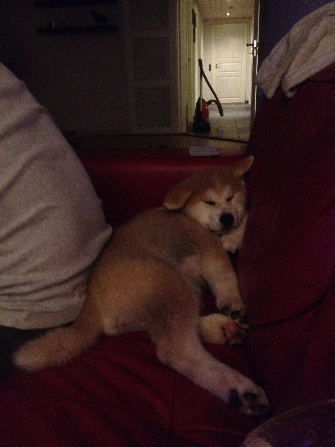 Akita inu Hakusha Go Kaikado billede 19