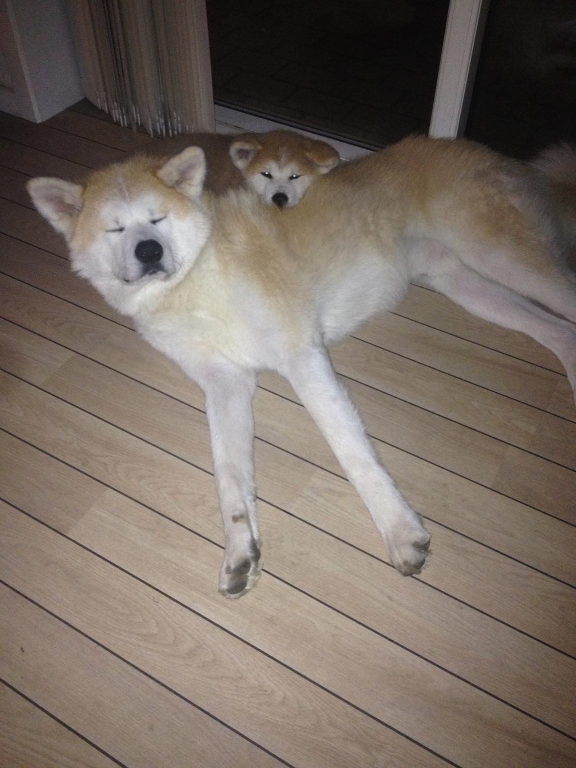 Akita inu Hakusha Go Kaikado billede 20