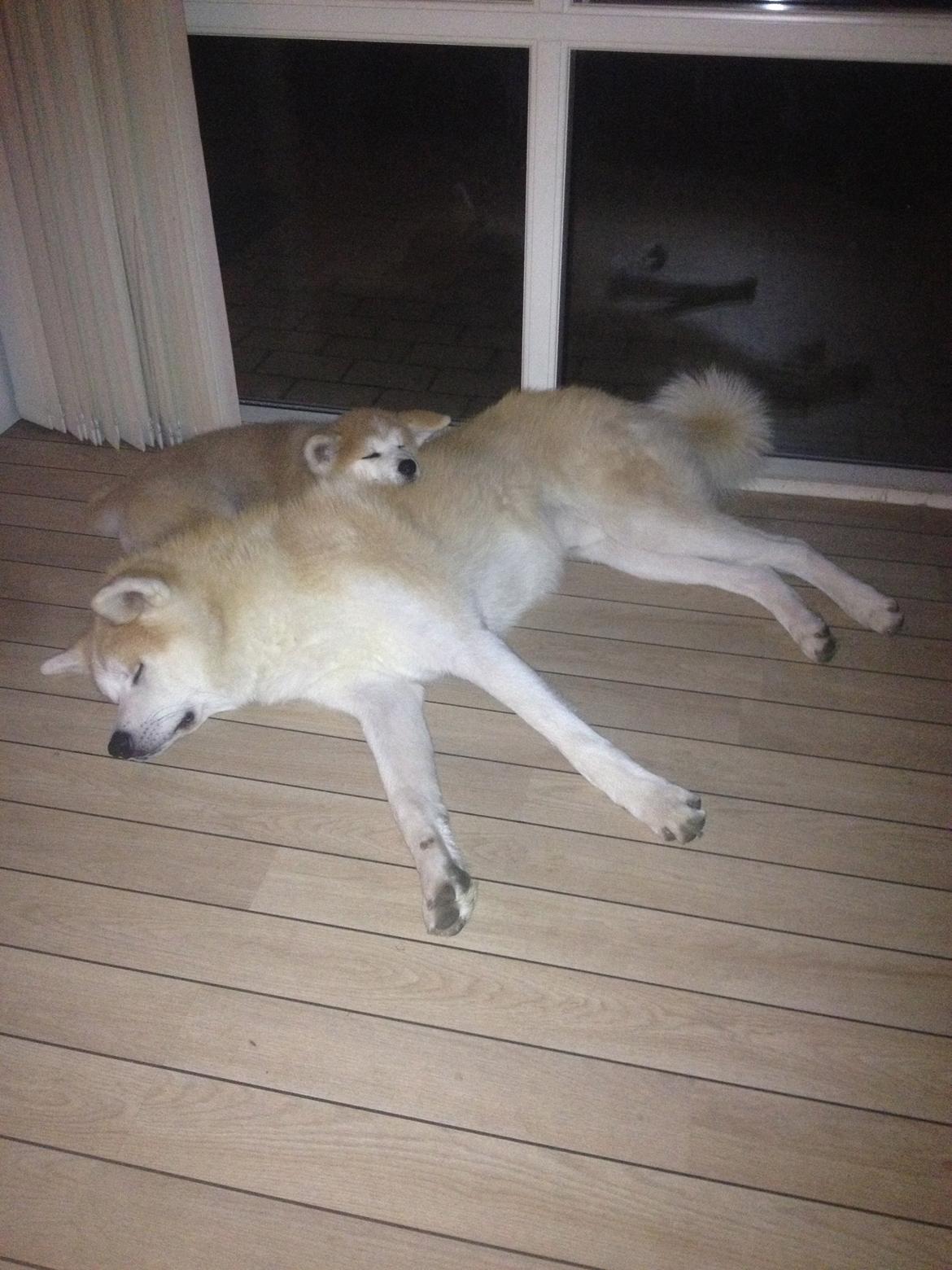 Akita inu Hakusha Go Kaikado billede 22