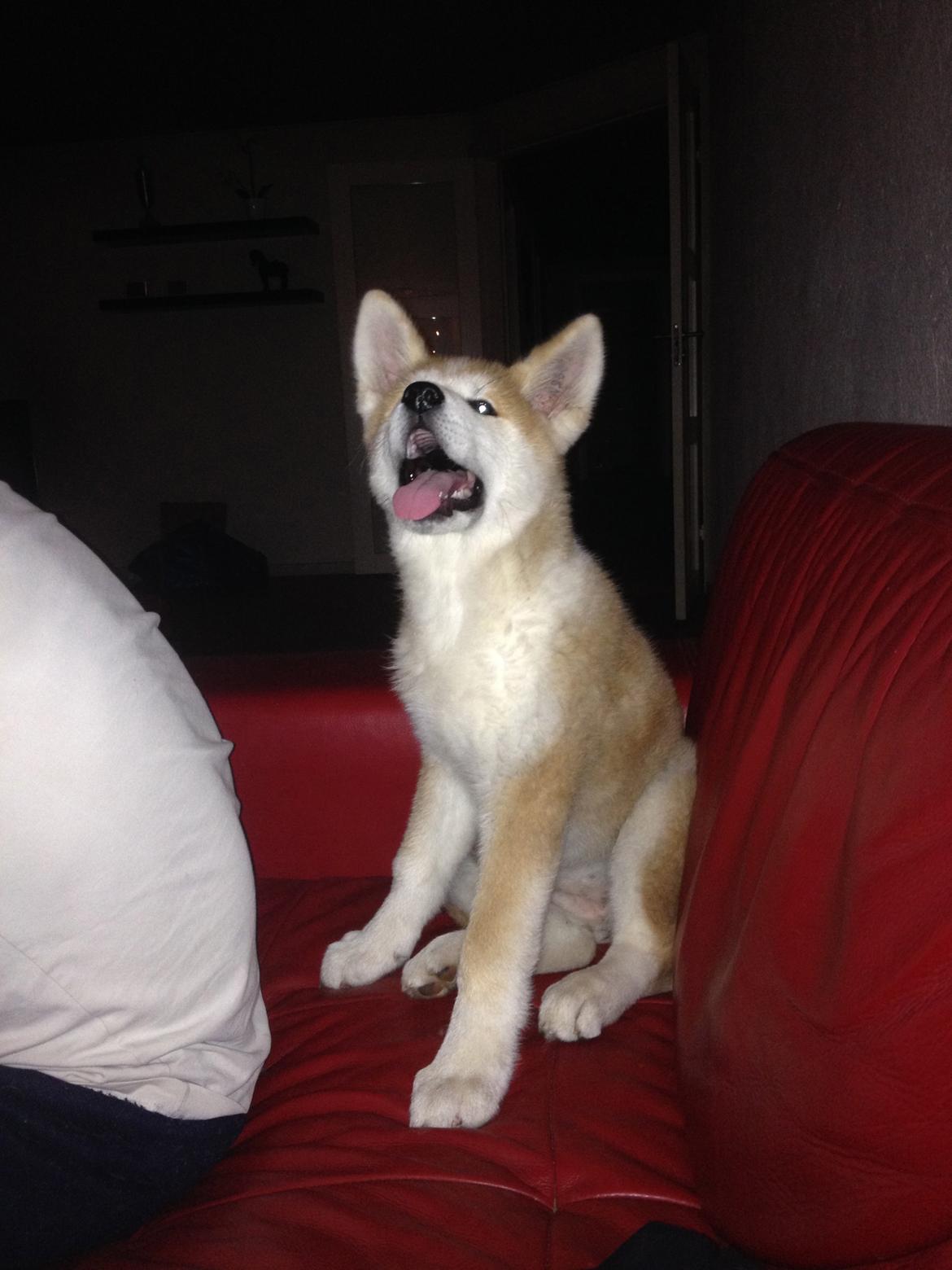 Akita inu Hakusha Go Kaikado billede 23