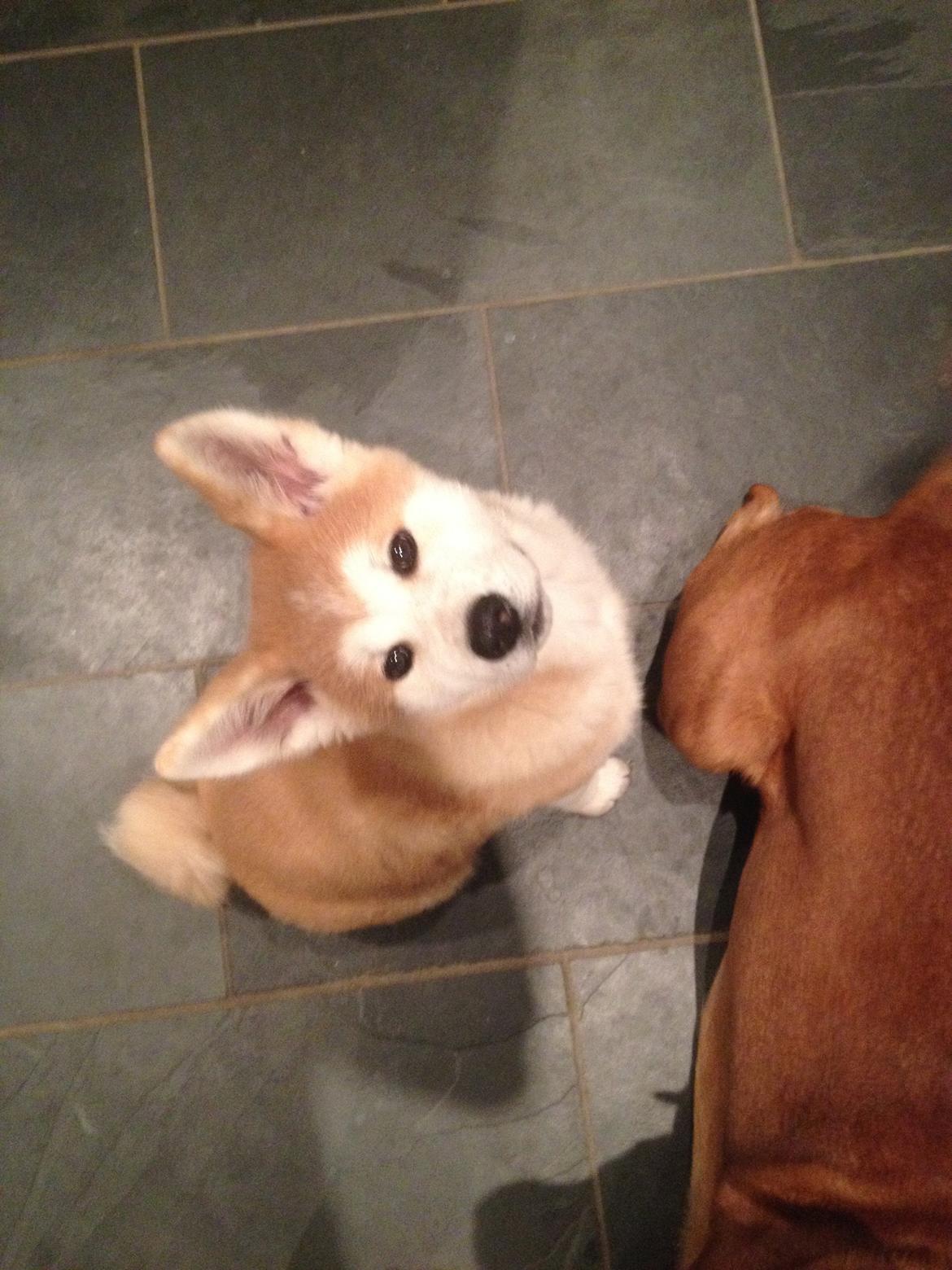 Akita inu Hakusha Go Kaikado billede 24