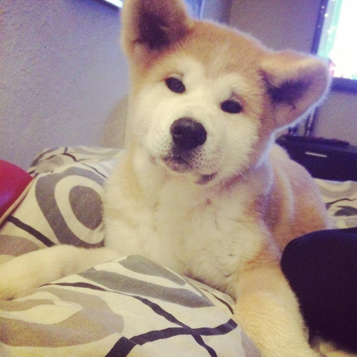 Akita inu Hakusha Go Kaikado billede 11