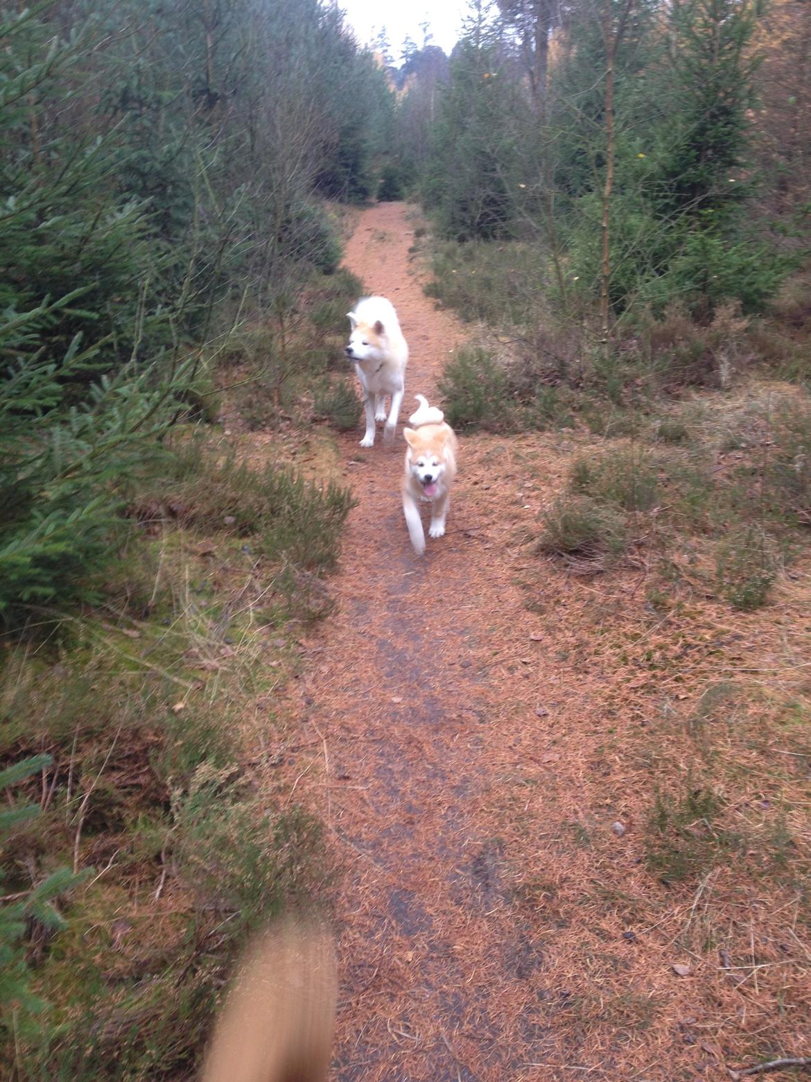 Akita inu Hakusha Go Kaikado billede 21