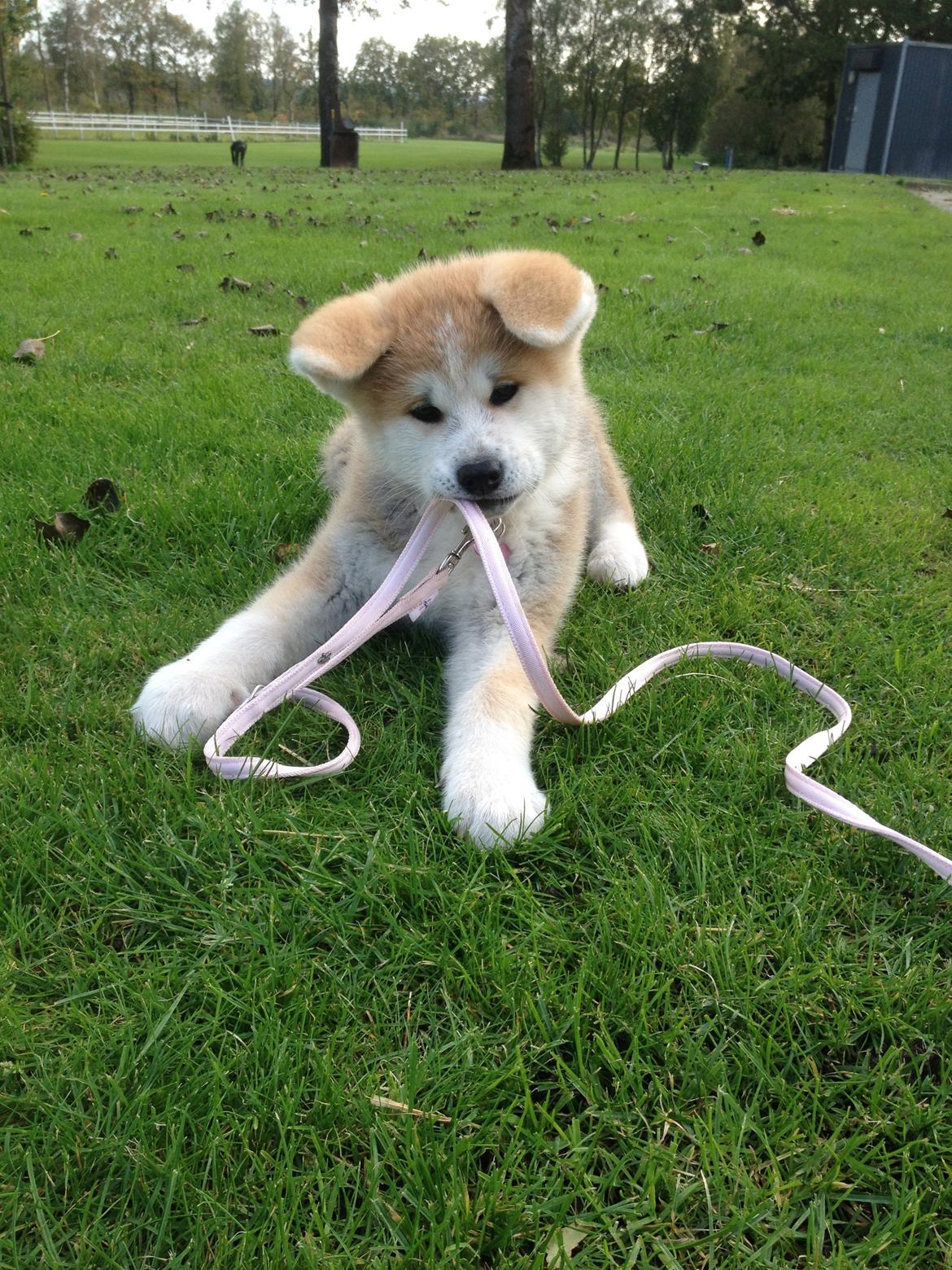 Akita inu Hakusha Go Kaikado billede 2