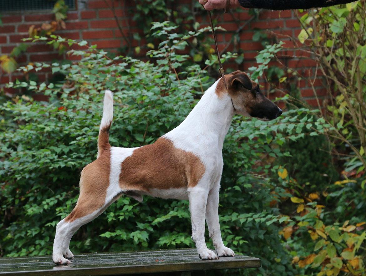 Glathåret foxterrier Egelykke Monarch billede 3