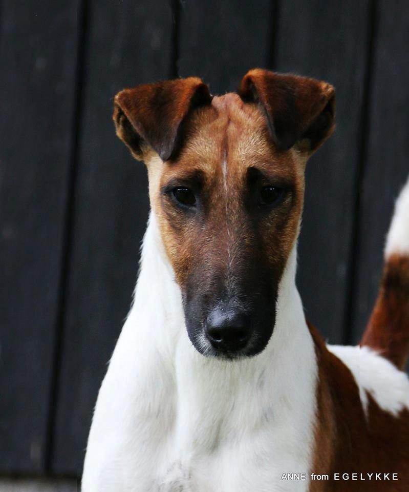 Glathåret foxterrier Egelykke Monarch billede 1