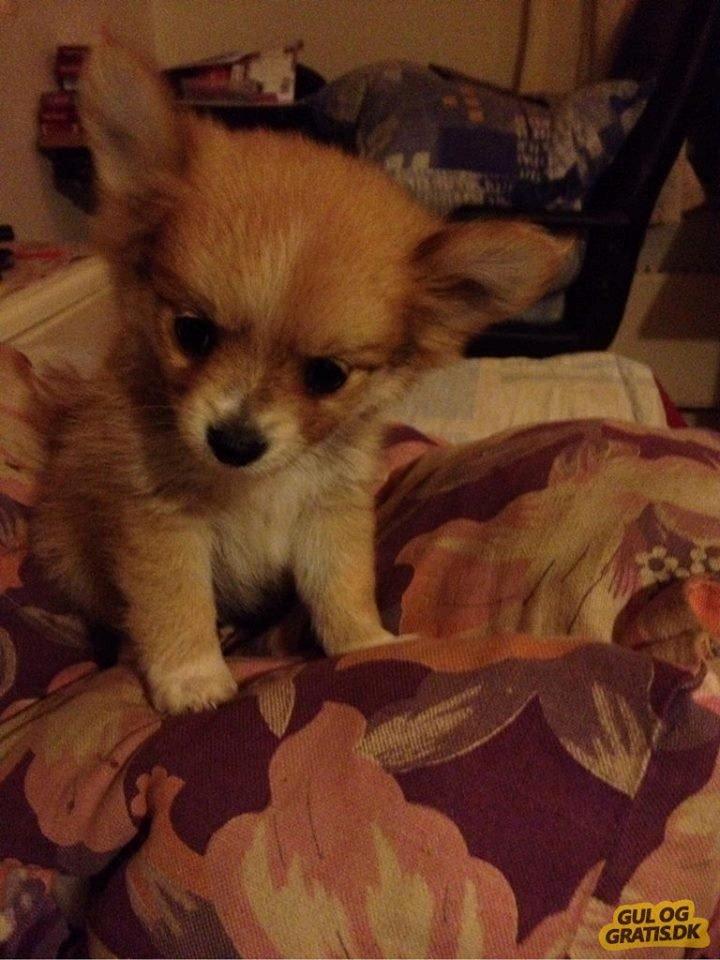 Blanding af racer Simba - Billedet jeg blev forelsket i, lige inden vi købte ham :-*  billede 8