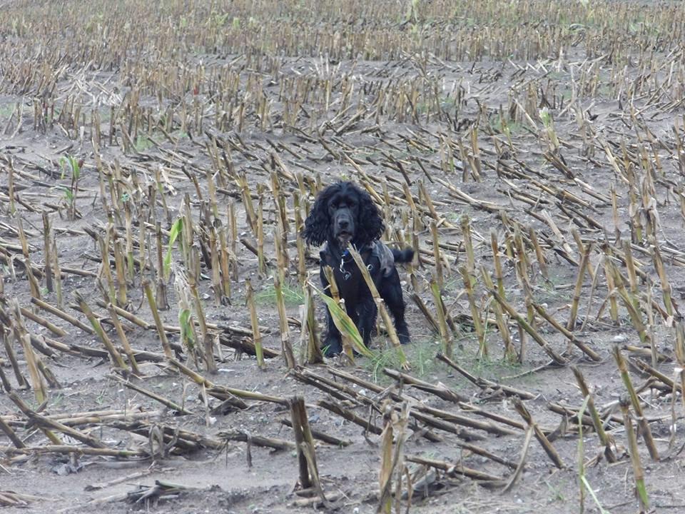 Cocker spaniel Koma billede 27