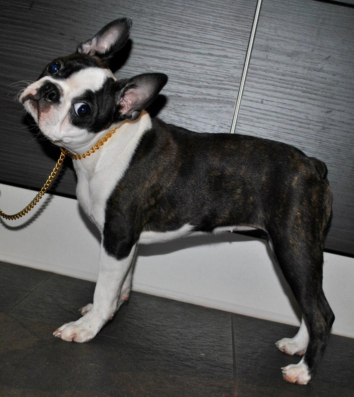 Boston terrier ZARA STYLE AND CHIC Torques billede 23