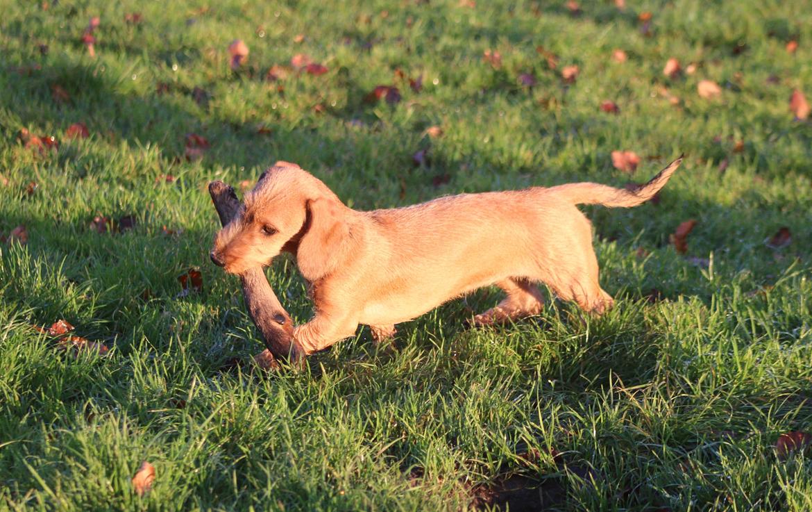 Gravhund Aastrupgaard Maja billede 4