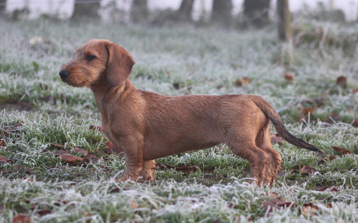 Gravhund Aastrupgaard Maja billede 1