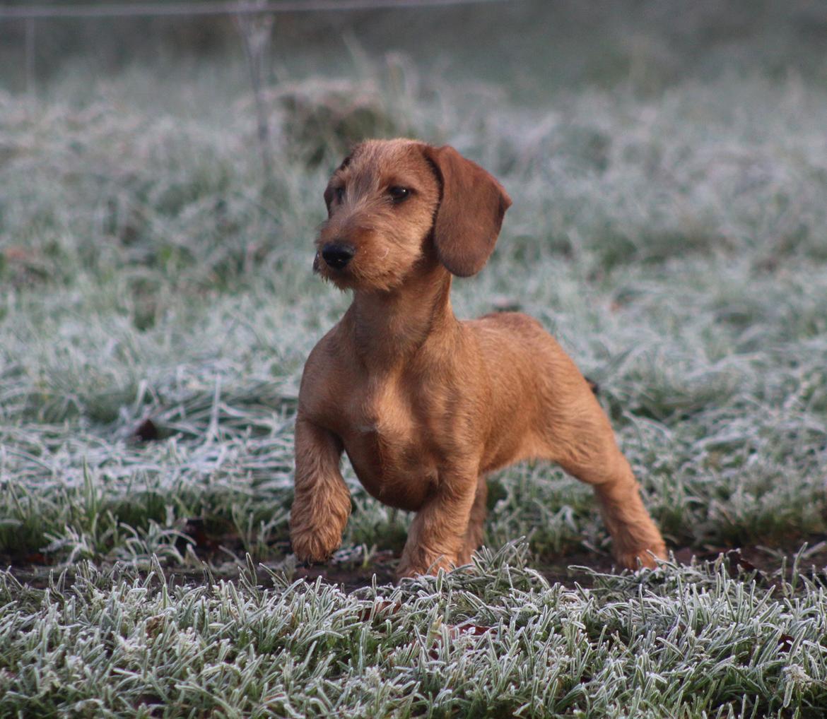 Gravhund Aastrupgaard Maja billede 3