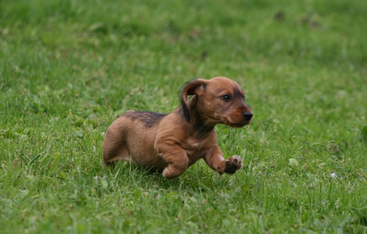 Gravhund Aastrupgaard Maja billede 41