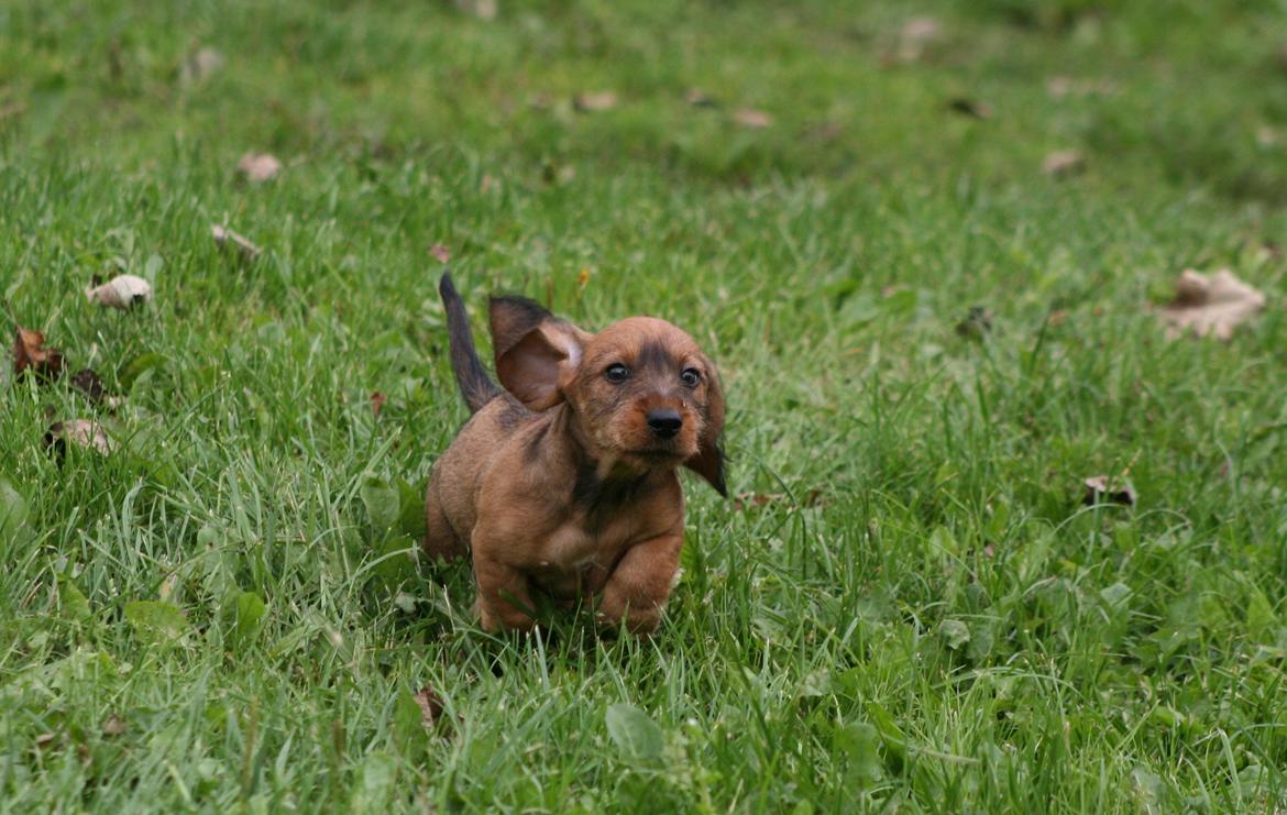 Gravhund Aastrupgaard Maja billede 42