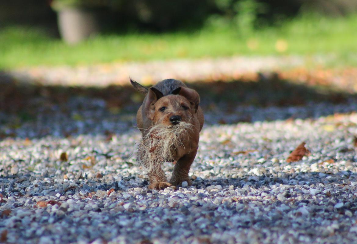 Gravhund Aastrupgaard Maja billede 45