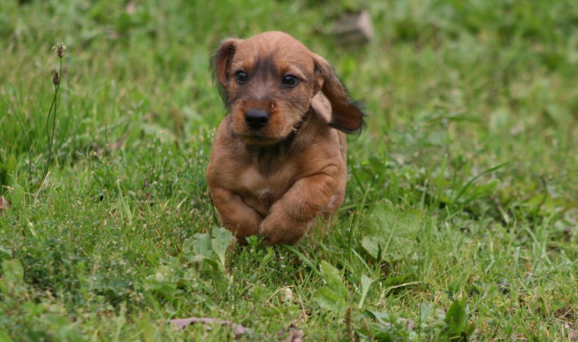 Gravhund Aastrupgaard Maja billede 43