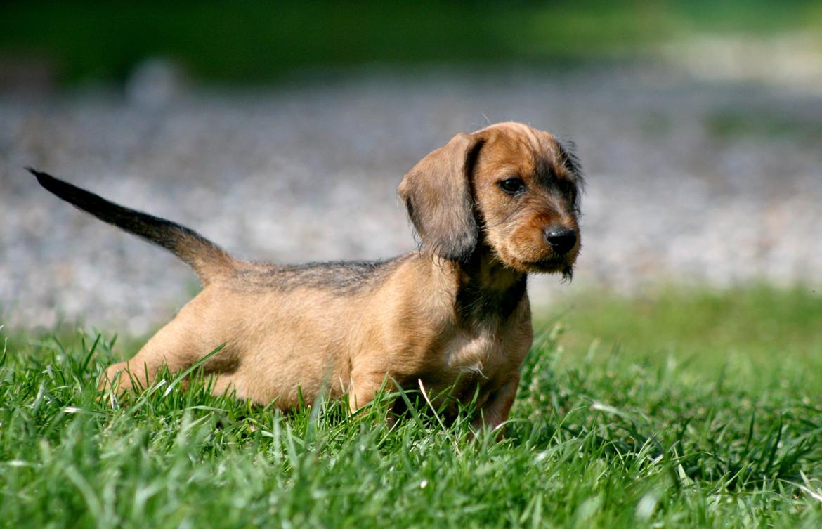 Gravhund Aastrupgaard Maja billede 47