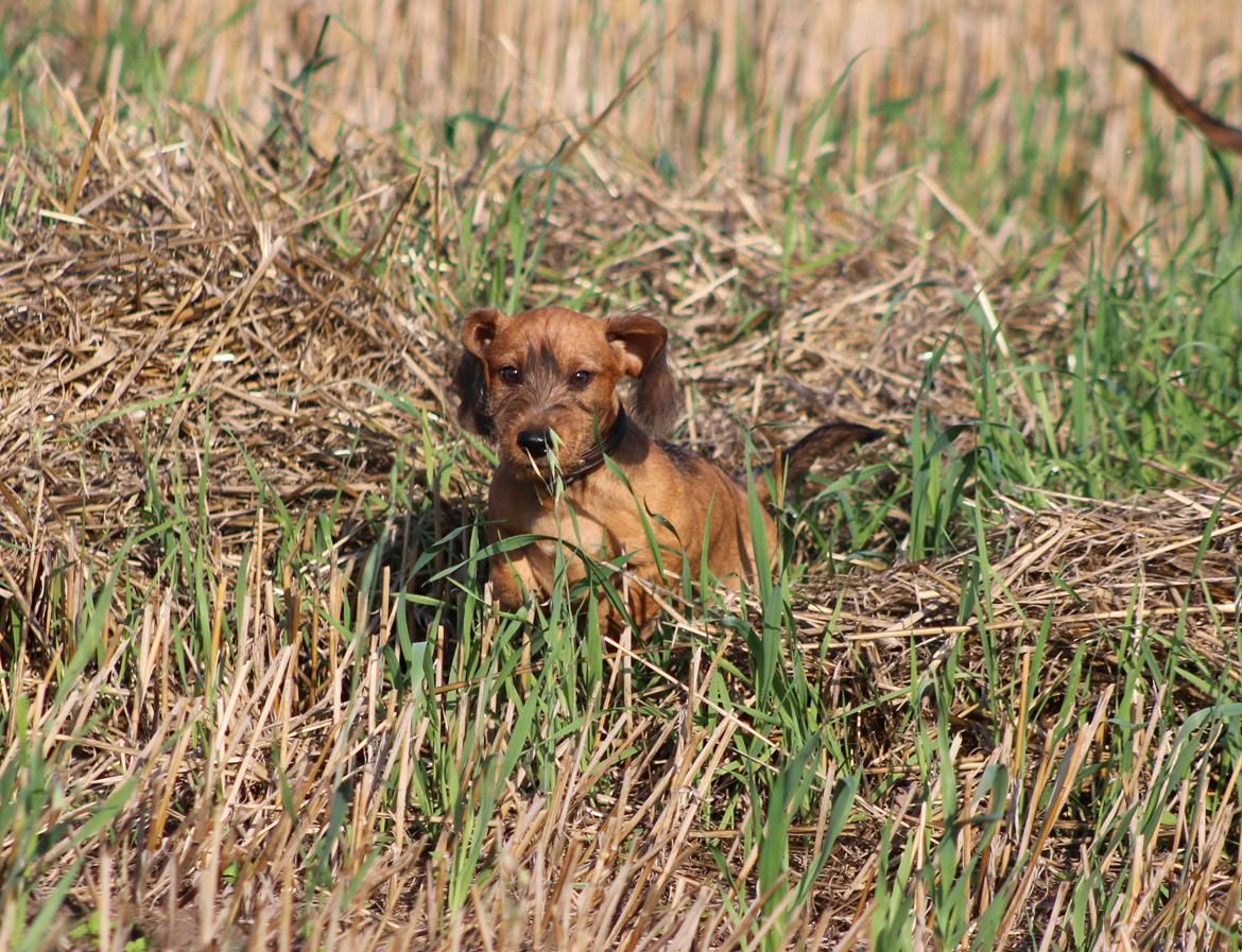 Gravhund Aastrupgaard Maja billede 44