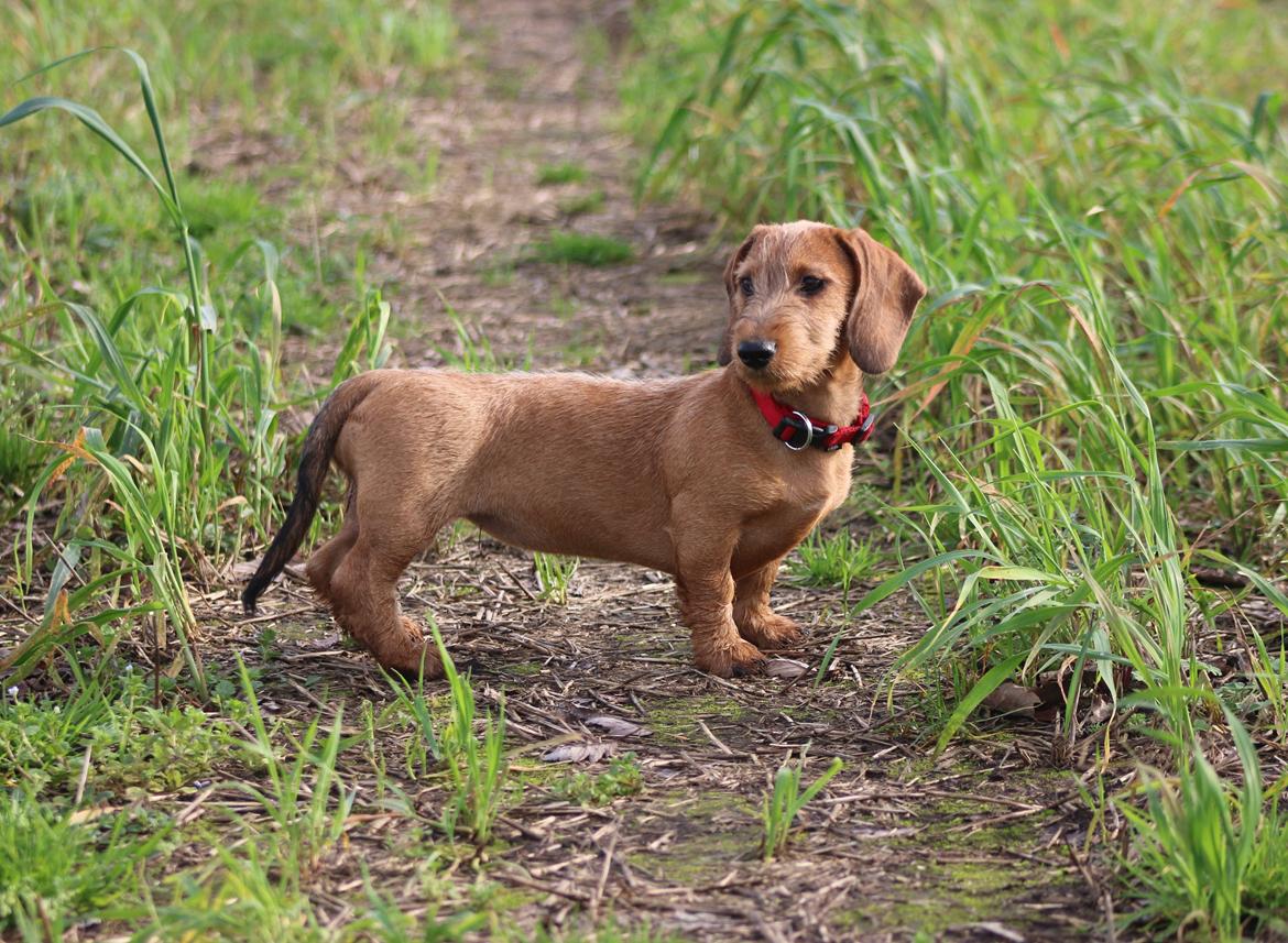 Gravhund Aastrupgaard Maja billede 48