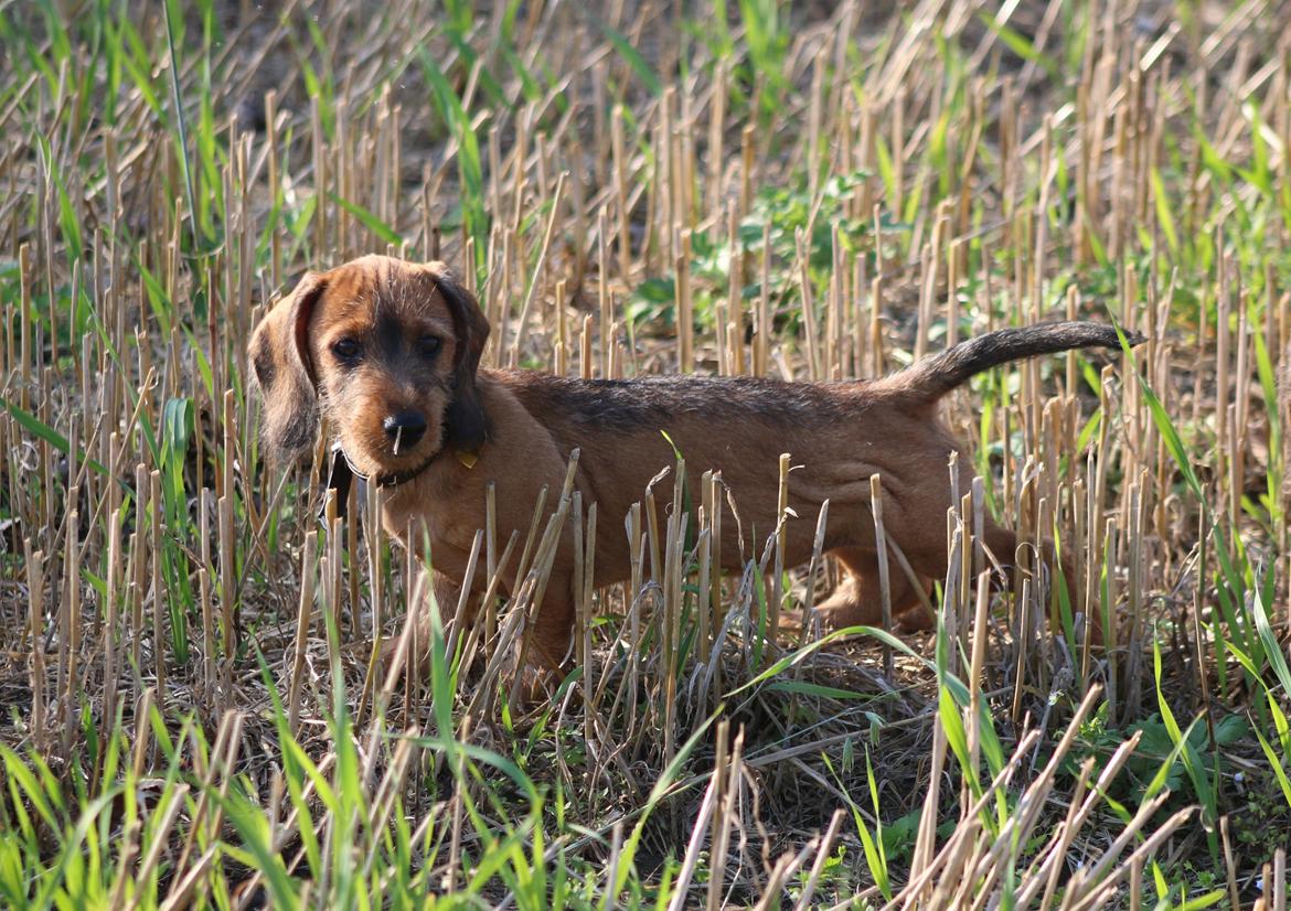 Gravhund Aastrupgaard Maja billede 46