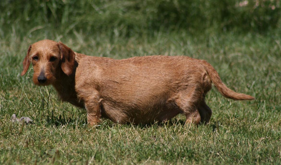 Gravhund Sønderskoven's K-Cocio - Cocio som højdrægtig - 10 hvalpe var der i maven :)  billede 22