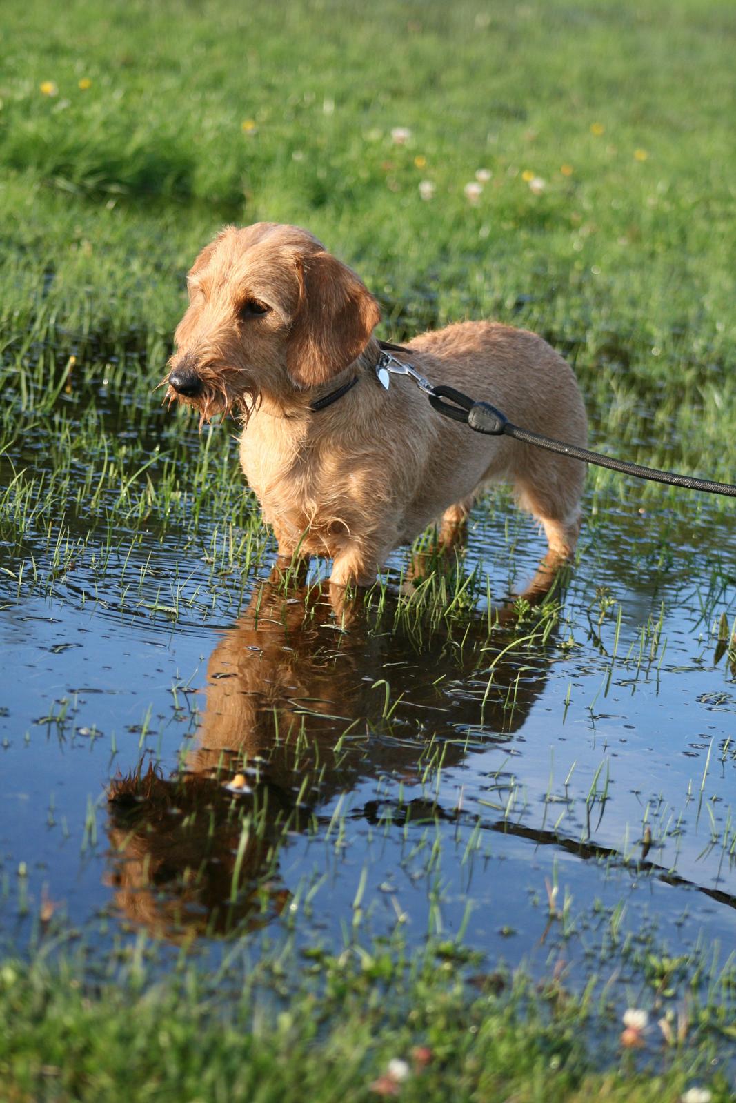 Gravhund Sønderskoven's K-Cocio billede 24
