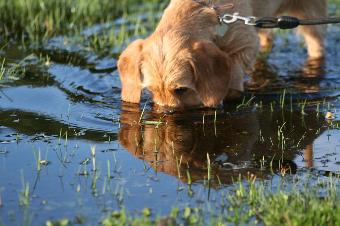 Gravhund Sønderskoven's K-Cocio billede 25